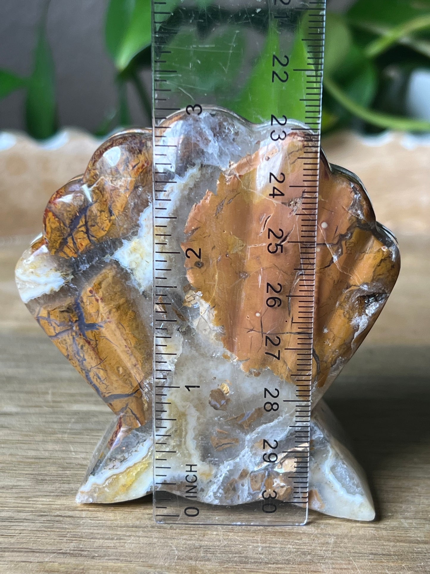 Brecciated Jasper Shell