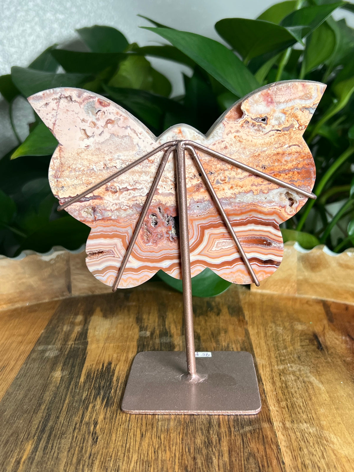 Crazy Lace Agate Butterfly: F