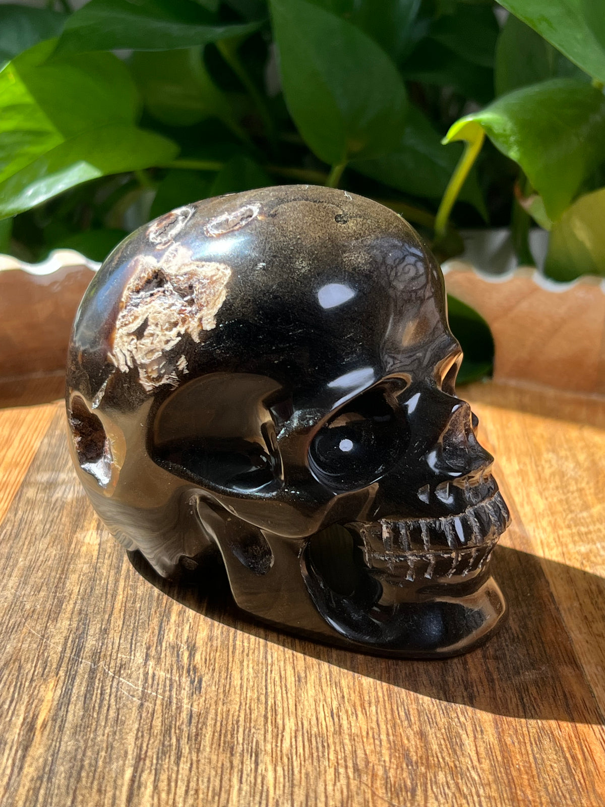 Amber Skull: NZ