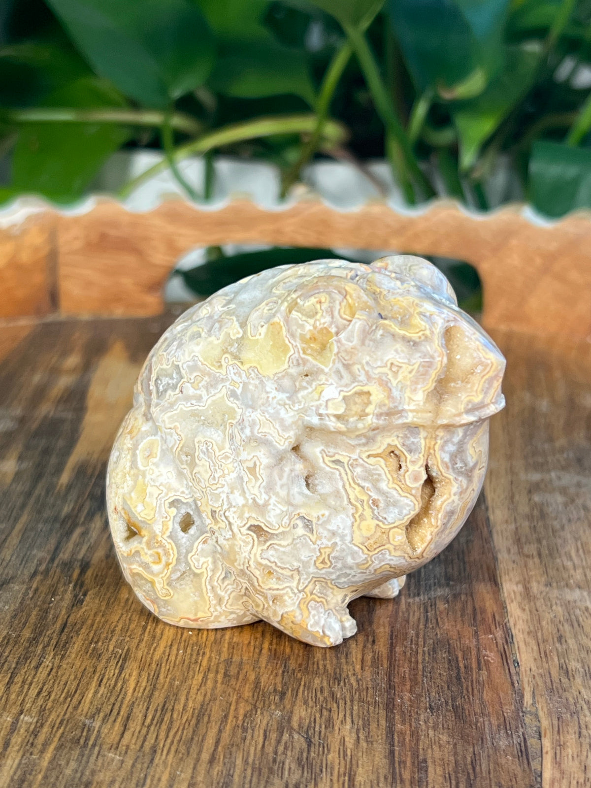 Yellow Crazy Lace Agate Frogs