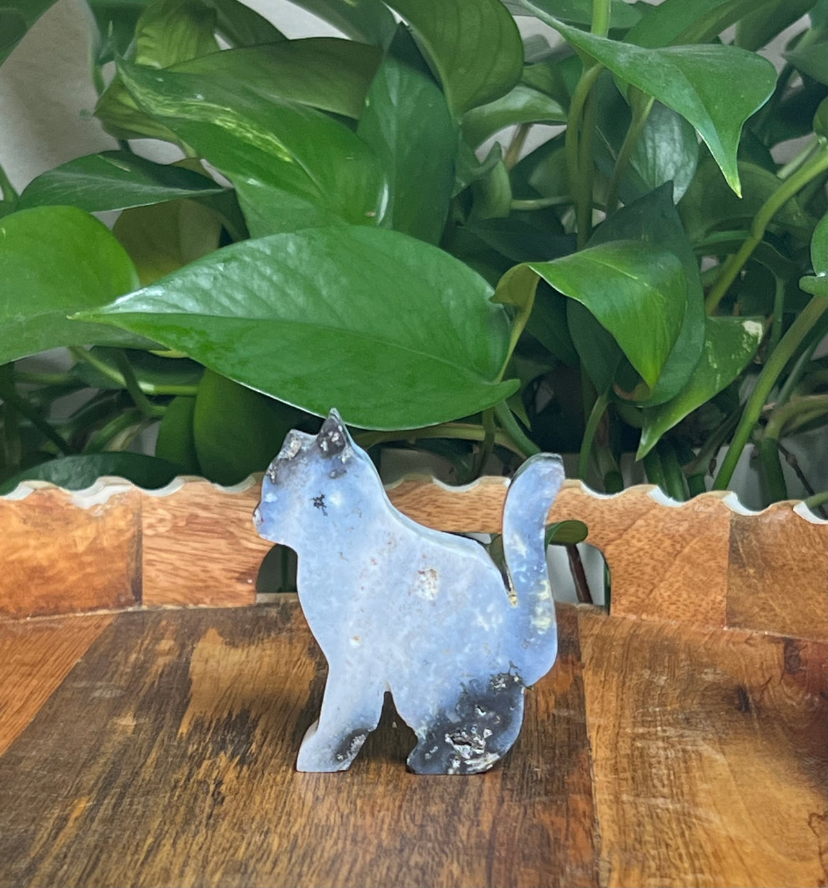 Blue Plume Agate Cats