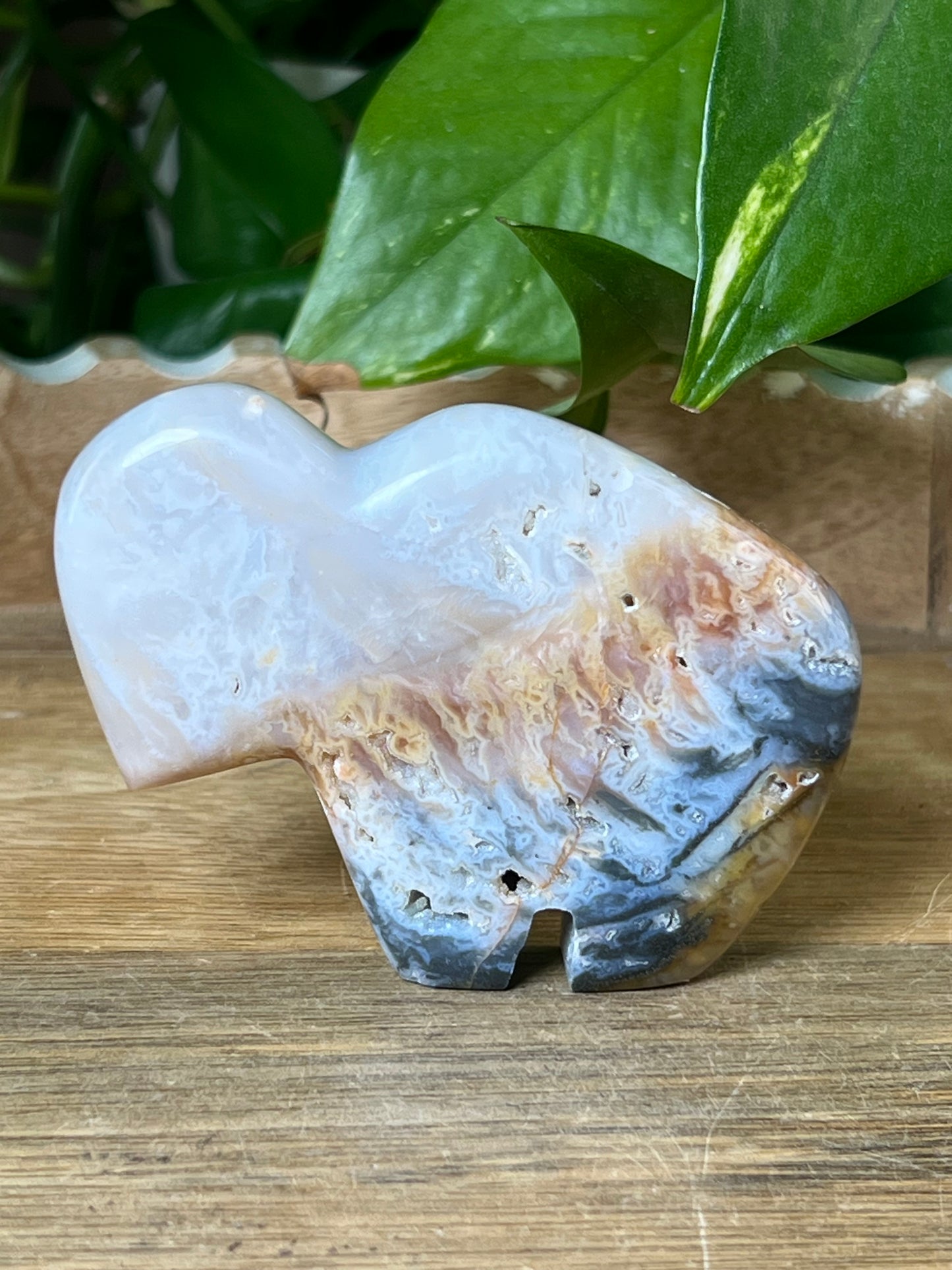 Rainbow Plume Agate Buffalo