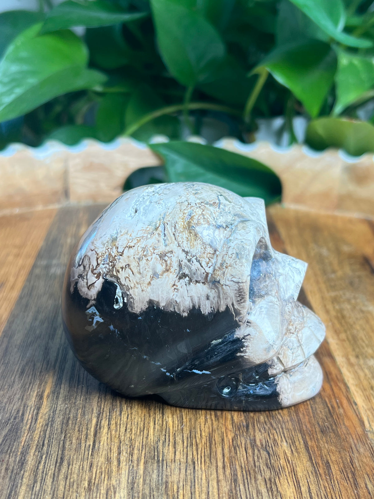 Palm Root Skull: ZL