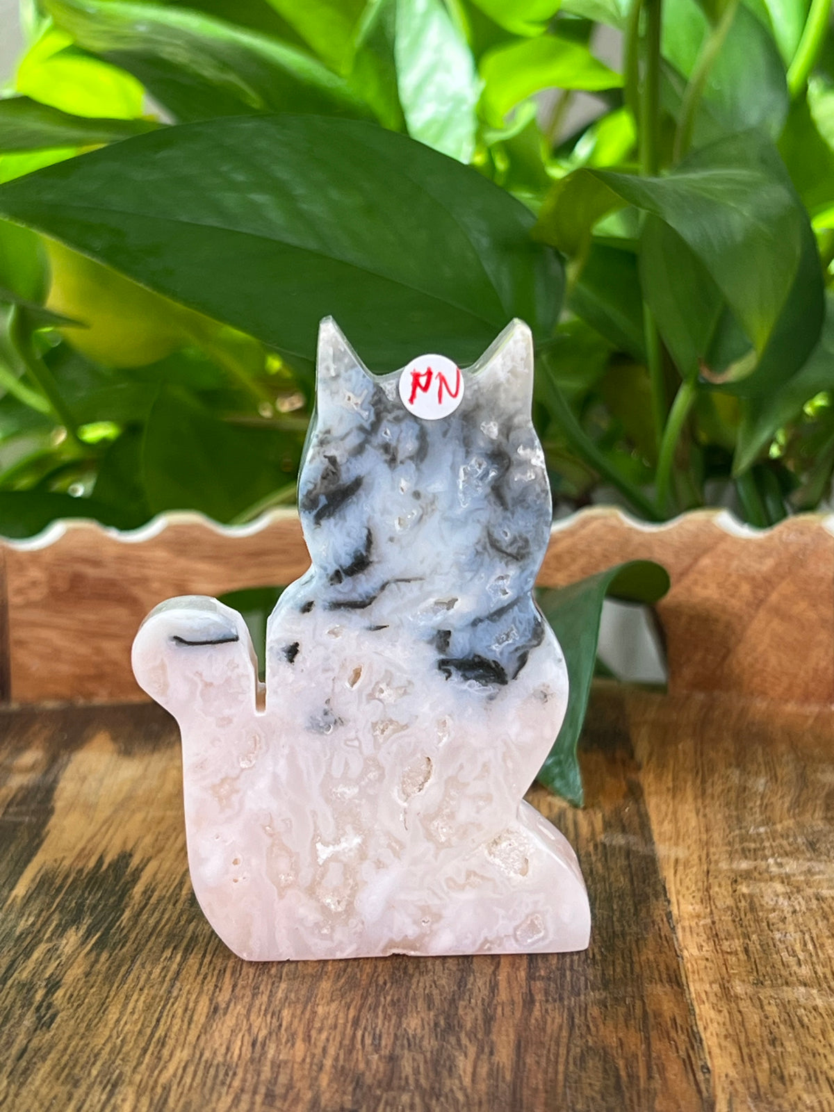 Rainbow Plume Agate Cats