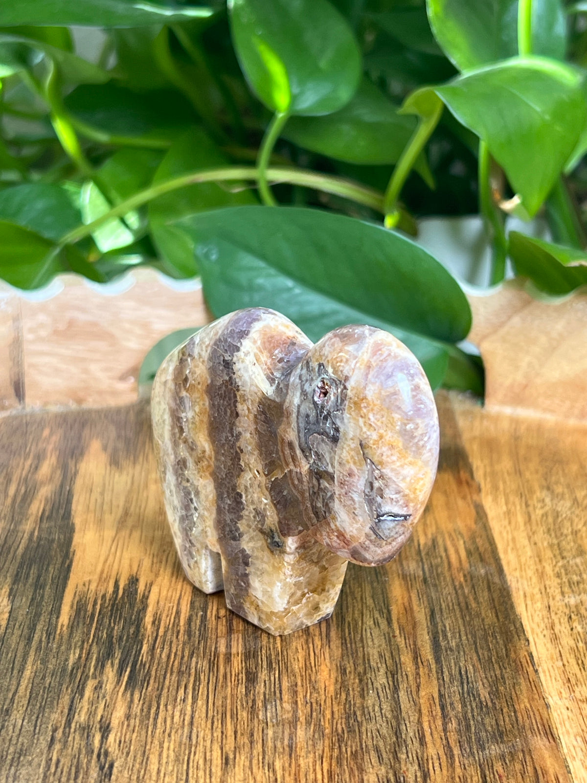 Indonesian Amethyst Buffalo: SA
