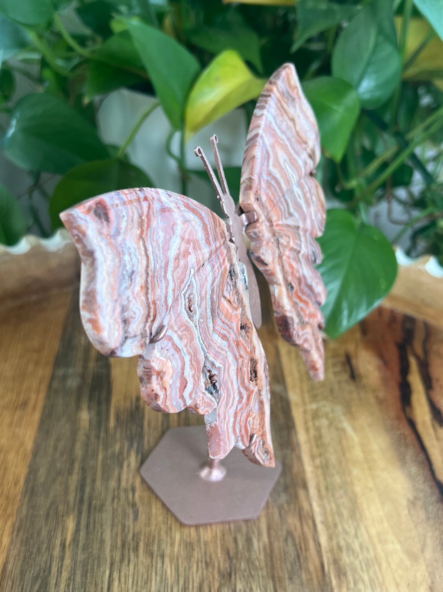 Pink Crazy Lace Agate Wings BF