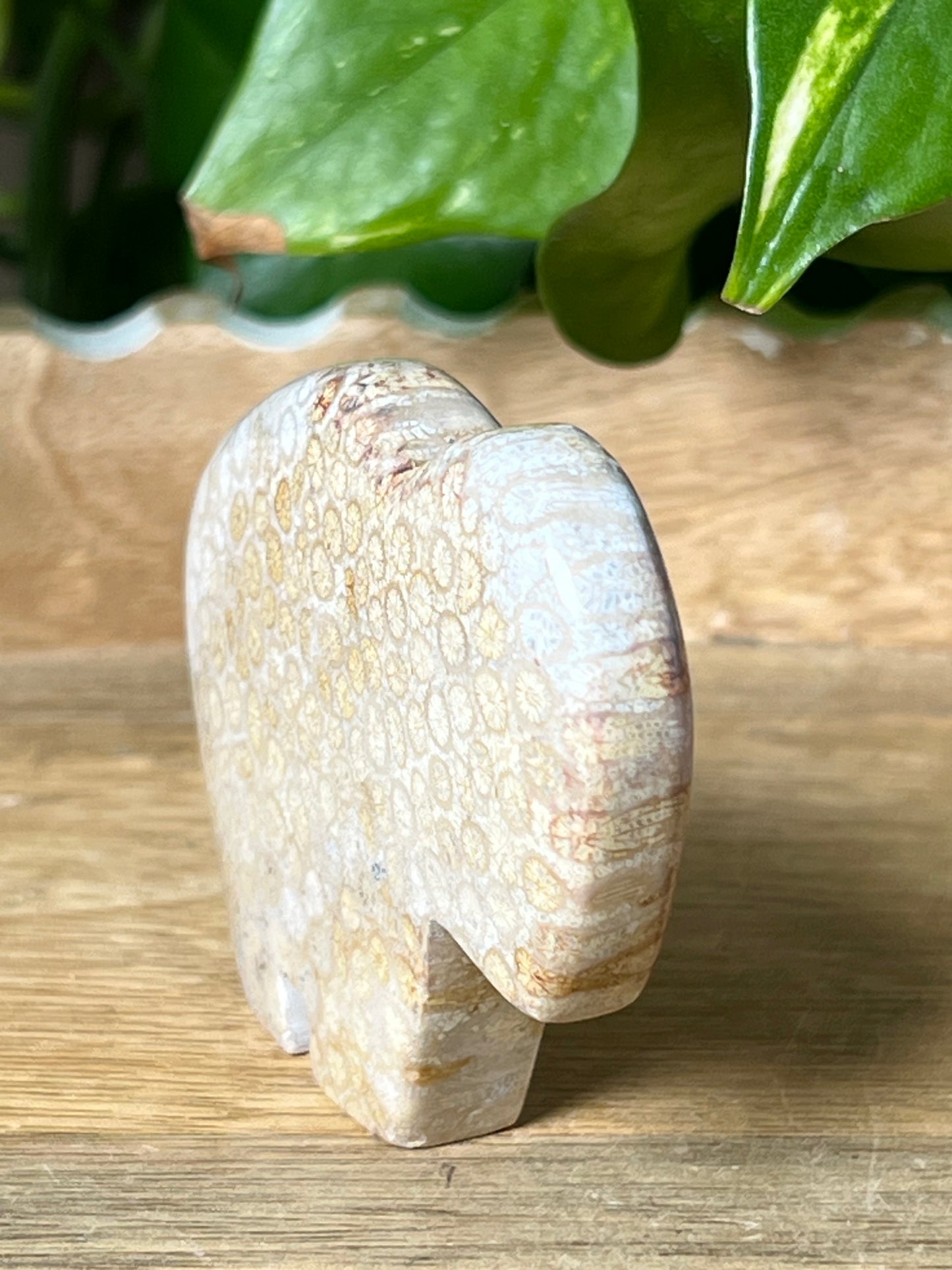 Fossil Coral Buffalo