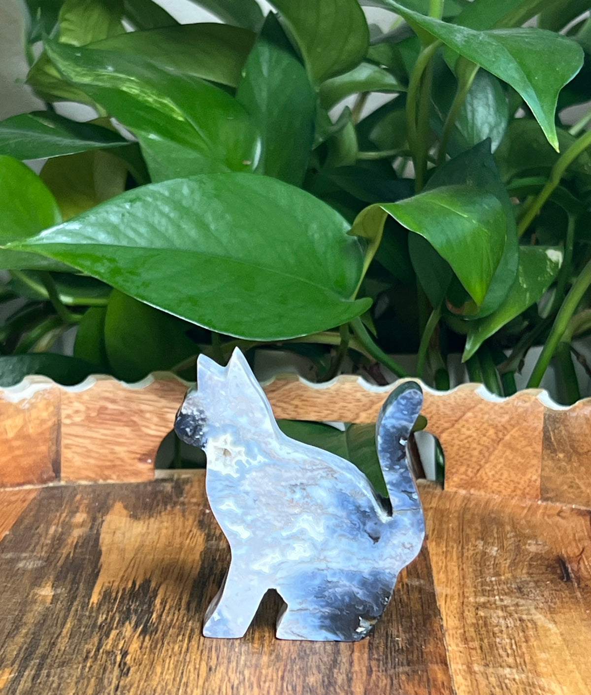 Blue Plume Agate Cats