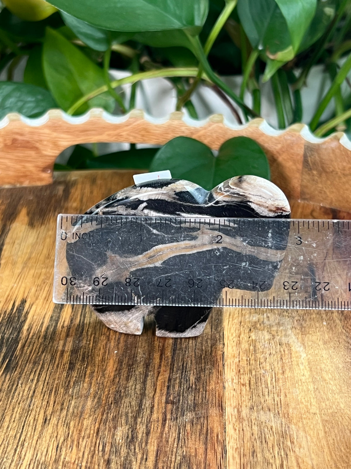 Fossil Wood Buffalos