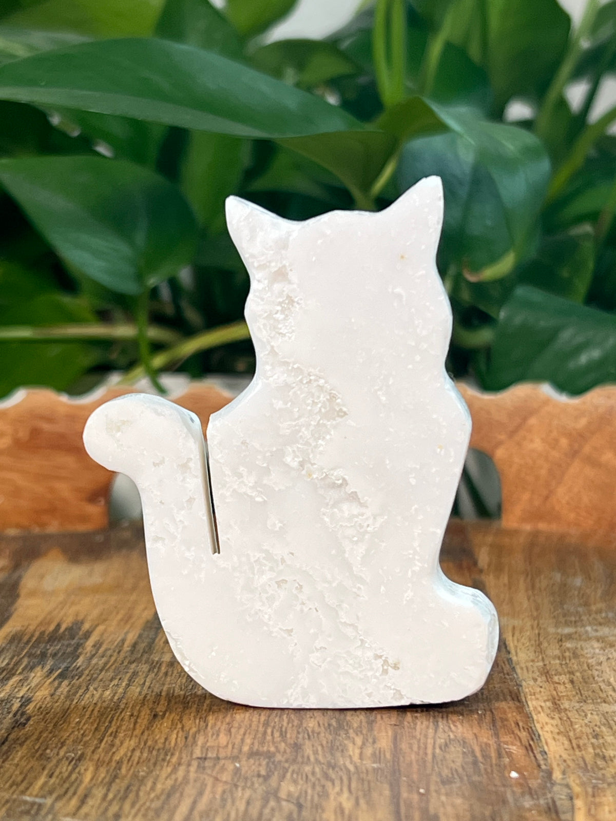 White Plume Agate Cats