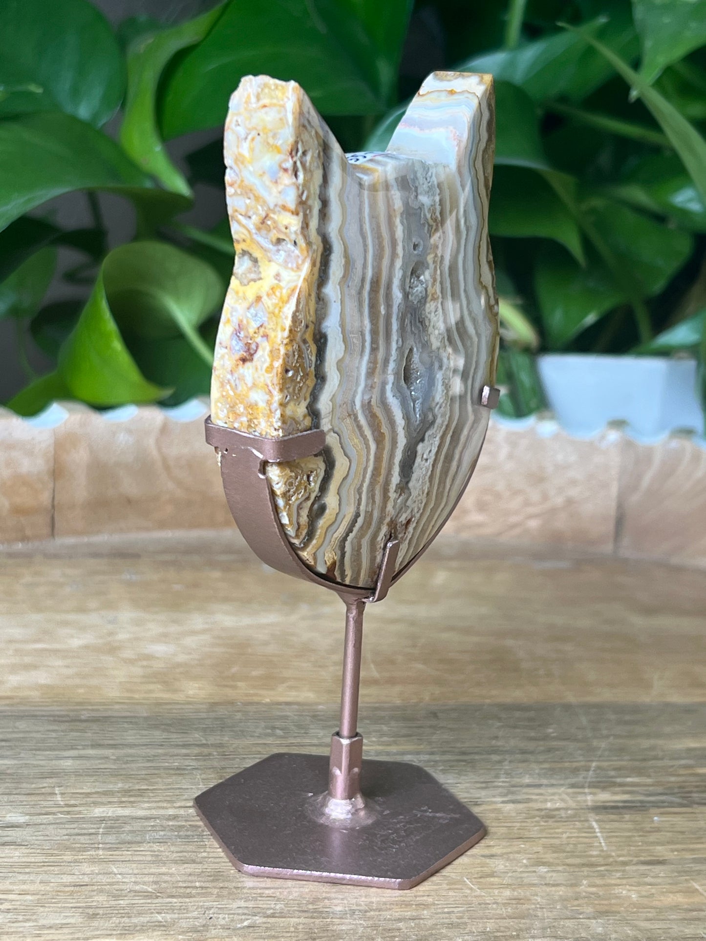 Crazy Lace Agate Cat