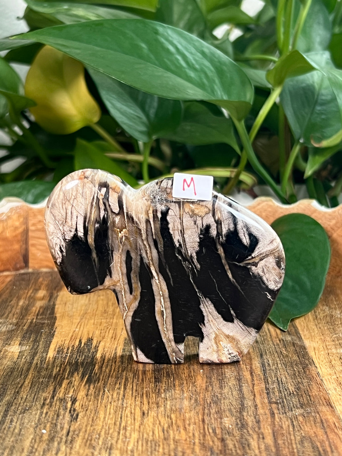 Fossil Wood Buffalos