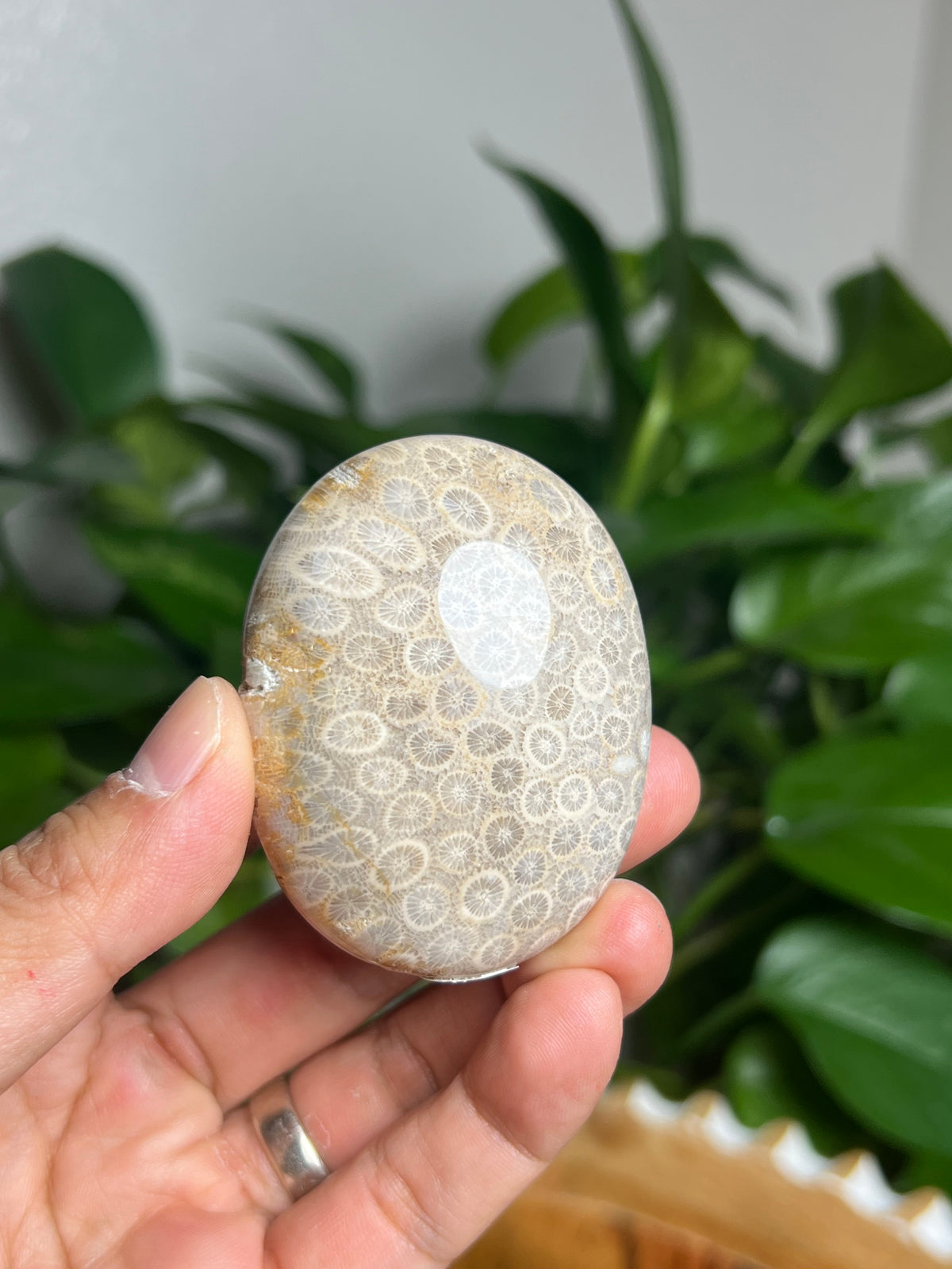 Fossil Coral Palmstone: AC