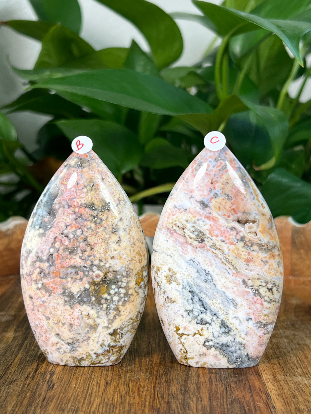 Sea Jasper Flames