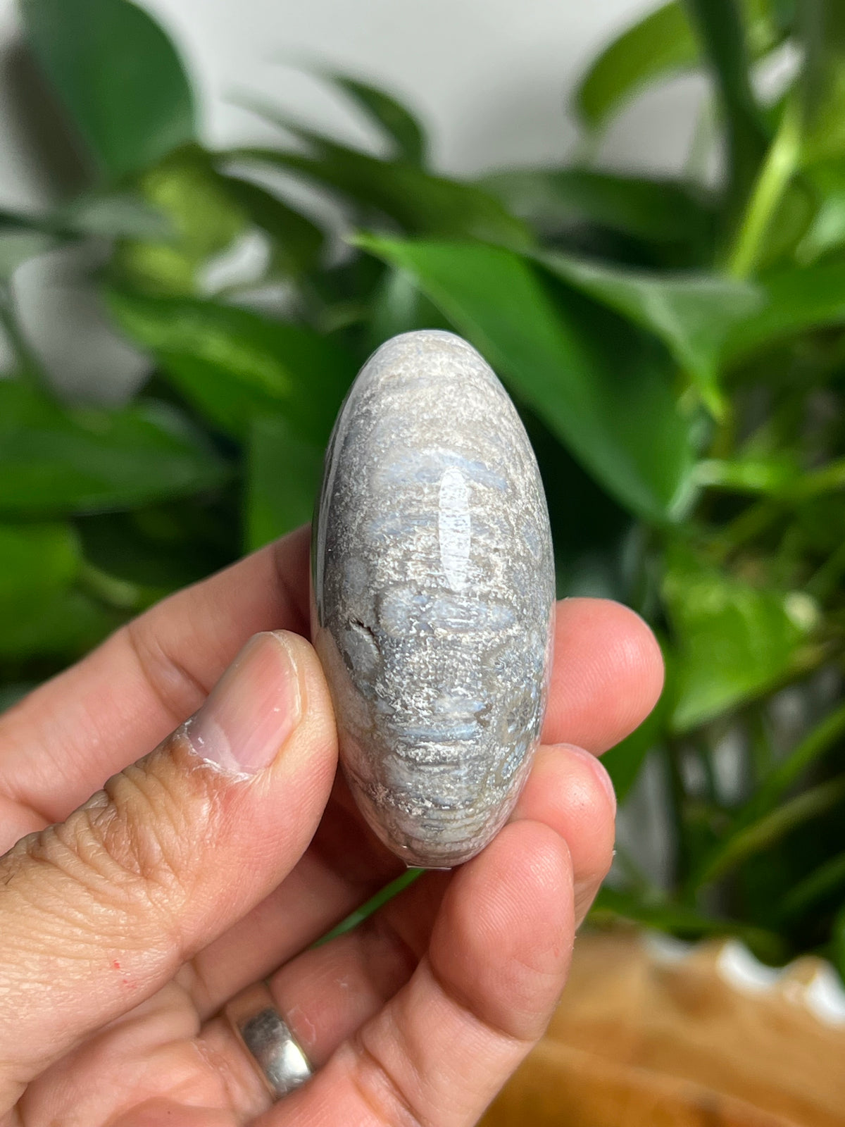 Fossil Coral Palmstone: AE