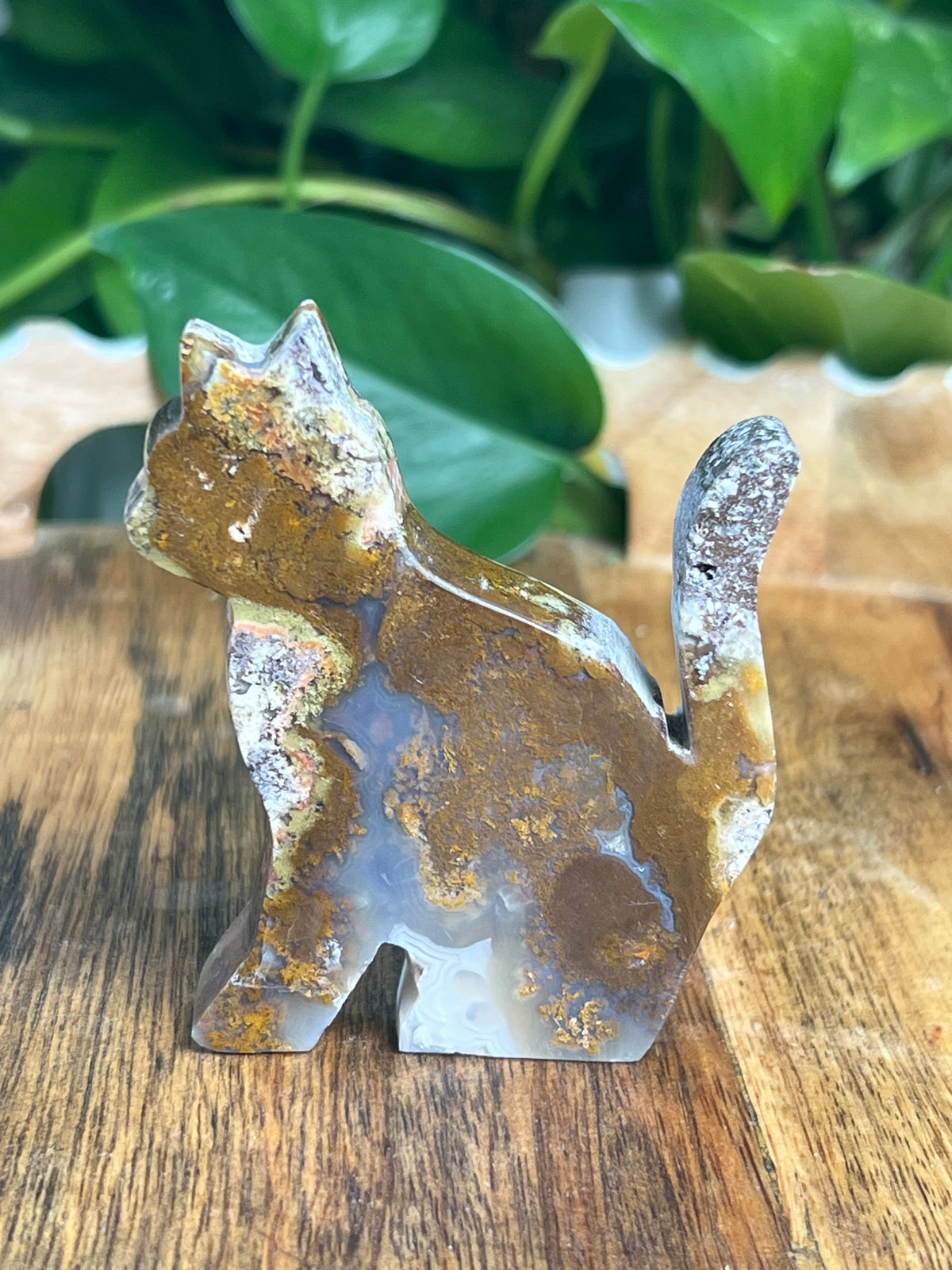 Scenic Moss Agate Cat: RE