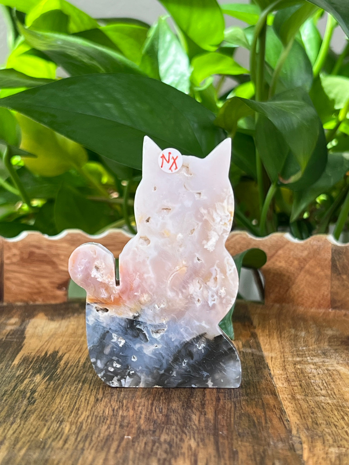 Rainbow Plume Agate Cats