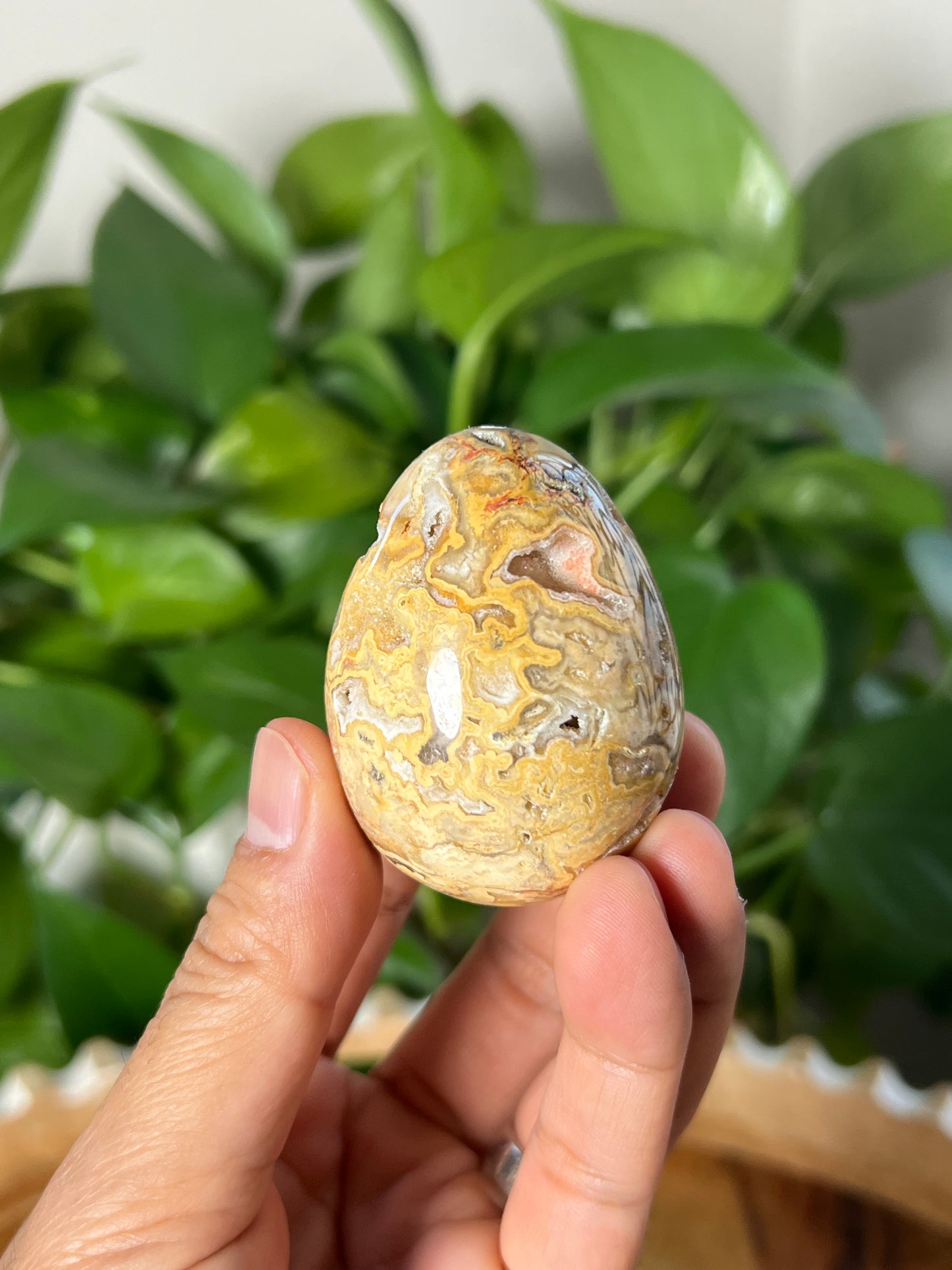 Crazy Lace Agate Egg