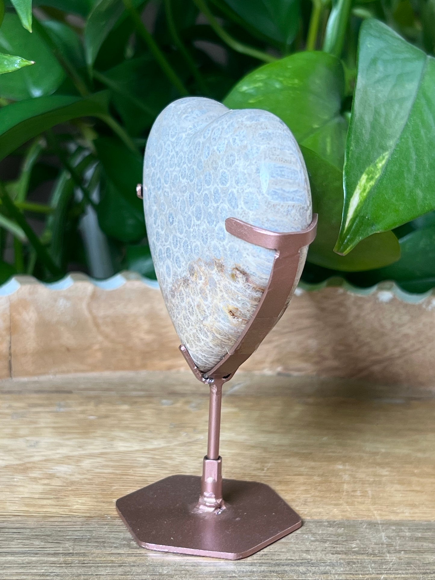 Fossil Coral Heart
