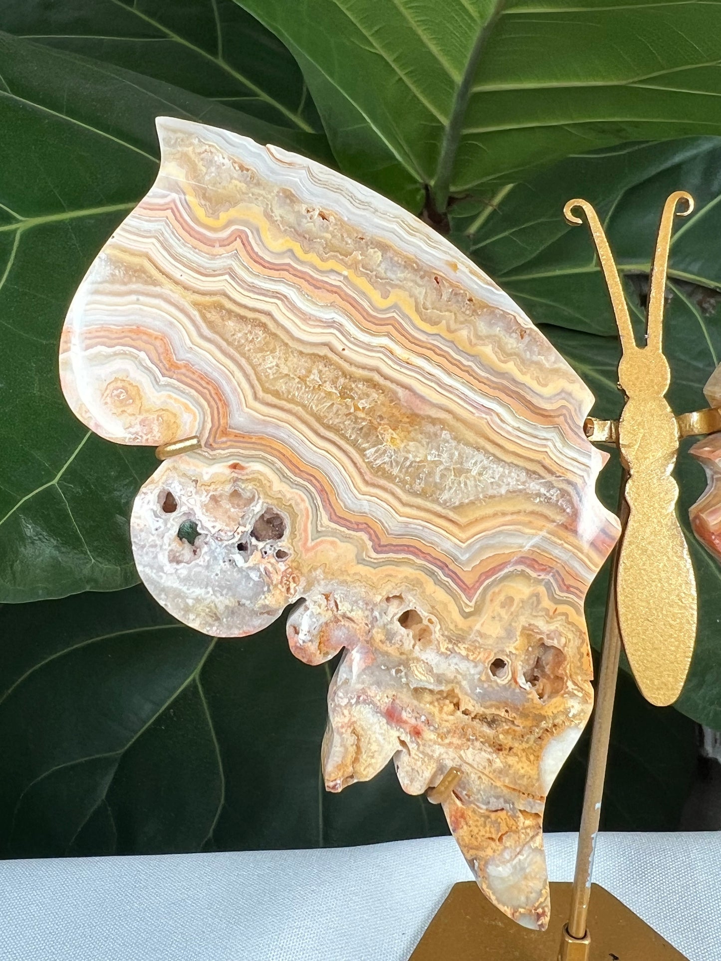 Crazy Lace Agate Wings
