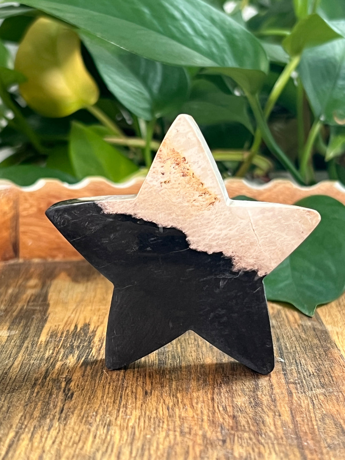 Palm Root Small Self Standing Stars