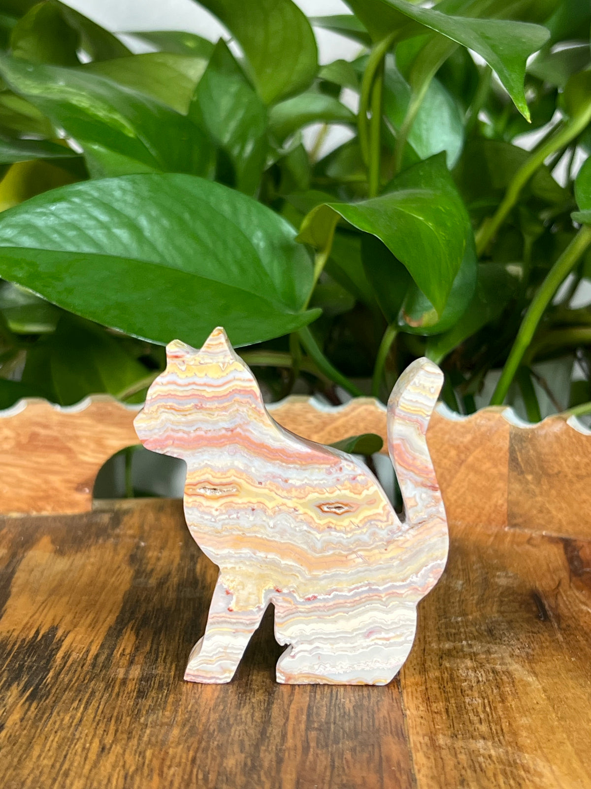 Crazy Lace Agate Cats