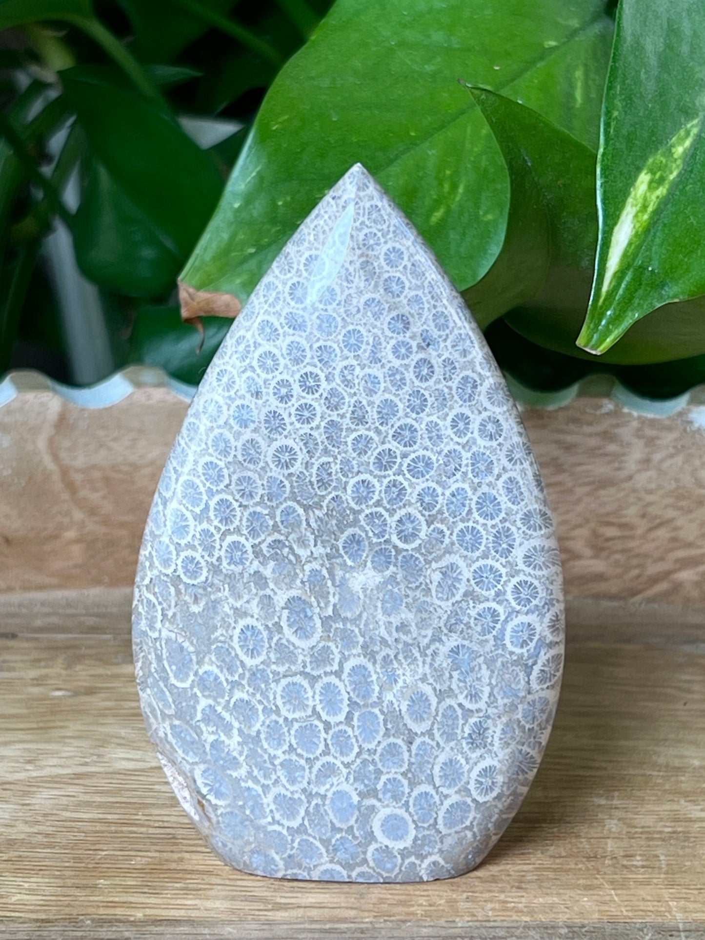 Fossil Coral Flame