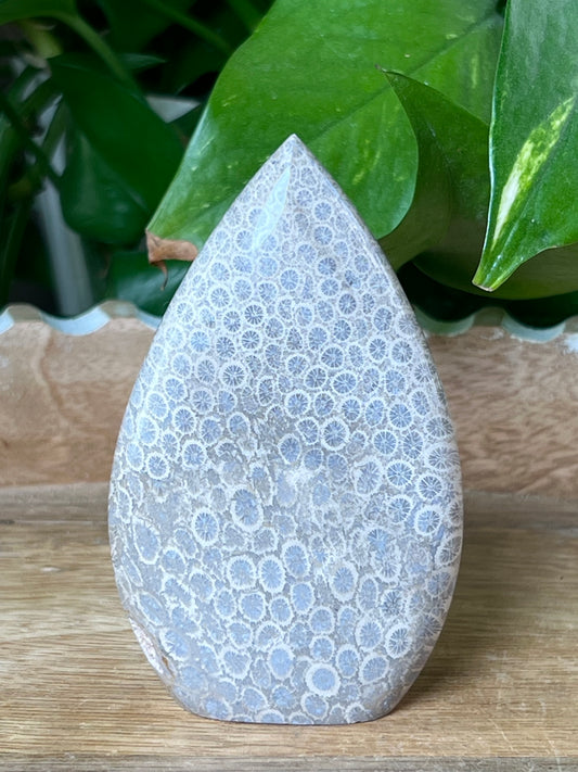 Fossil Coral Flame