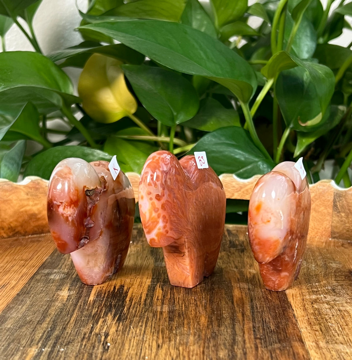 Red Carnelian Buffalos
