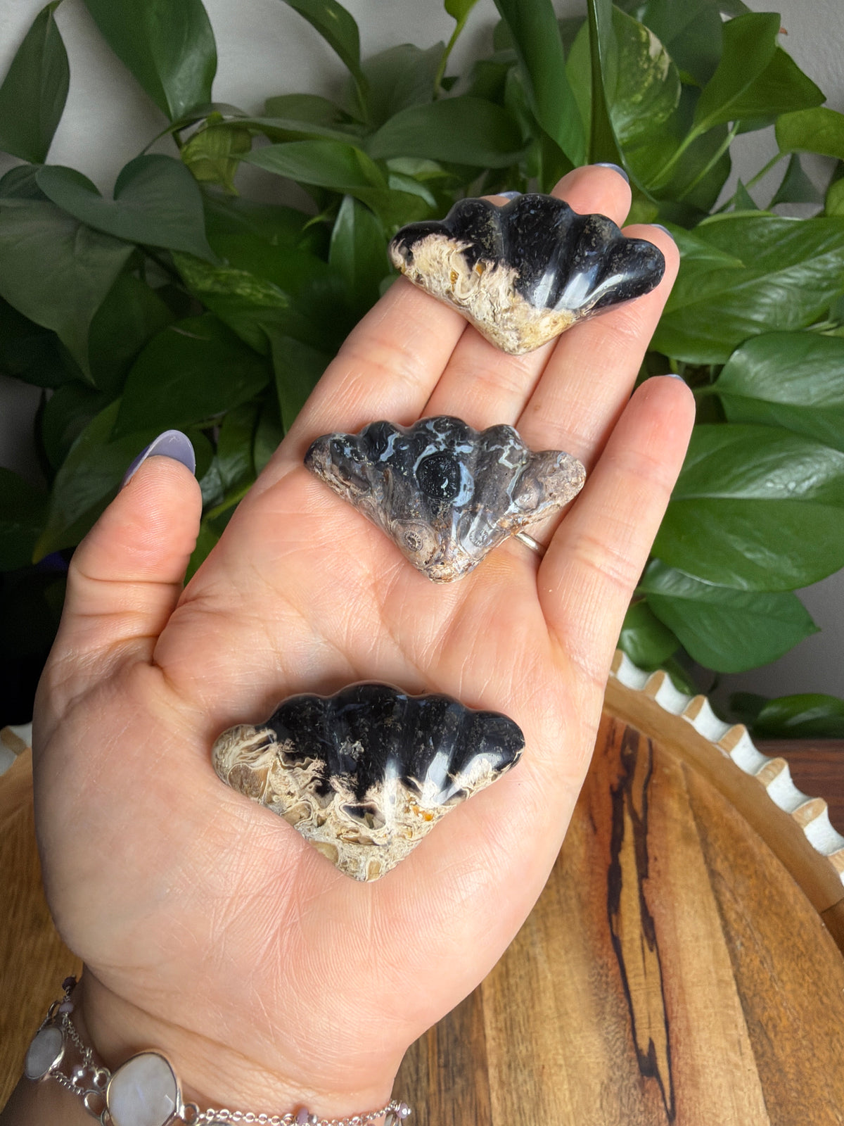 Palm Root Shells