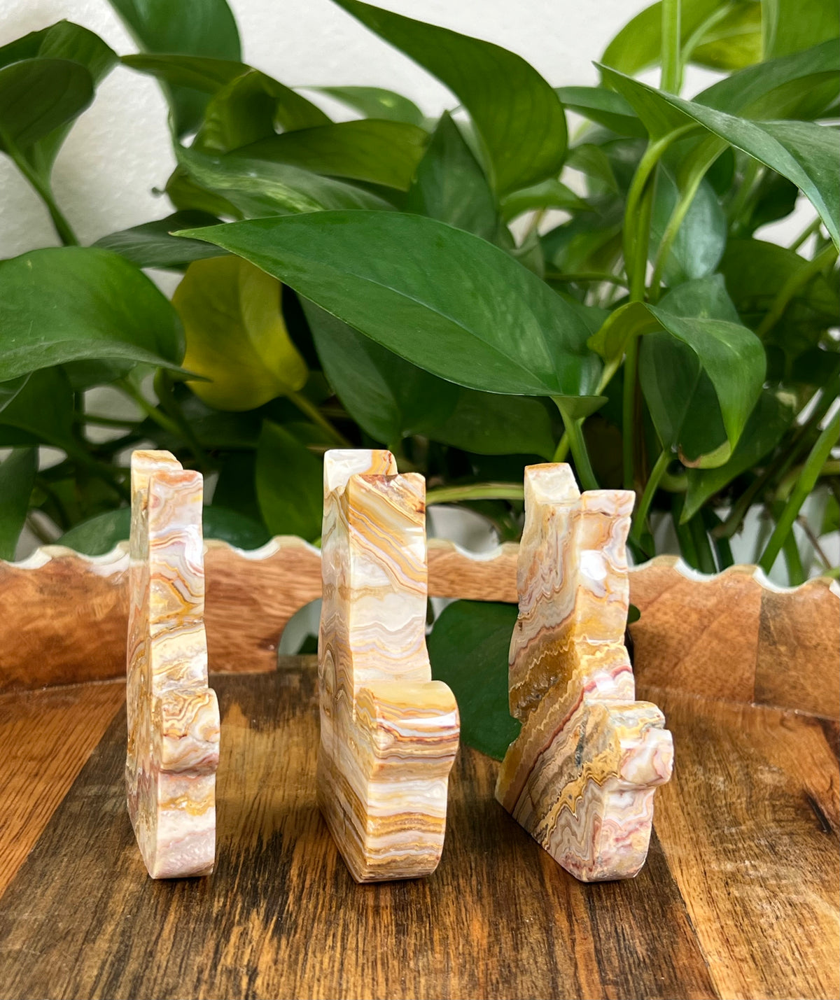 Crazy Lace Agate Cats