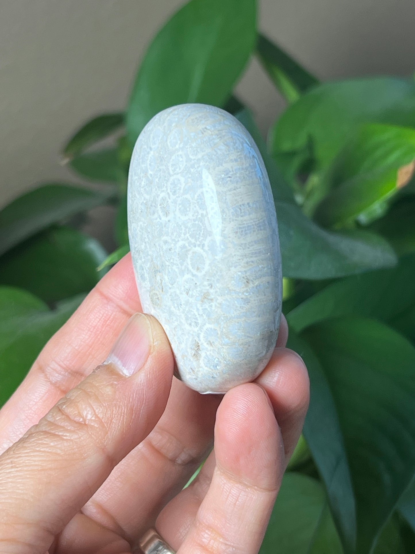 Fossil Coral Palmstone