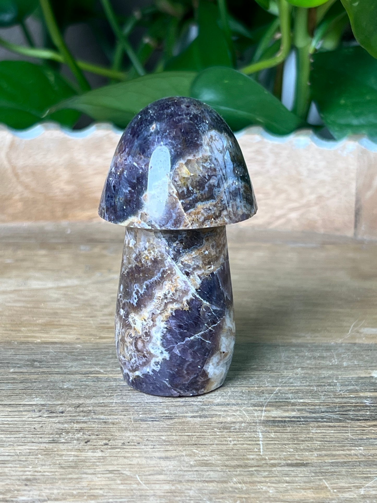 Indonesian Amethyst Mushroom: N