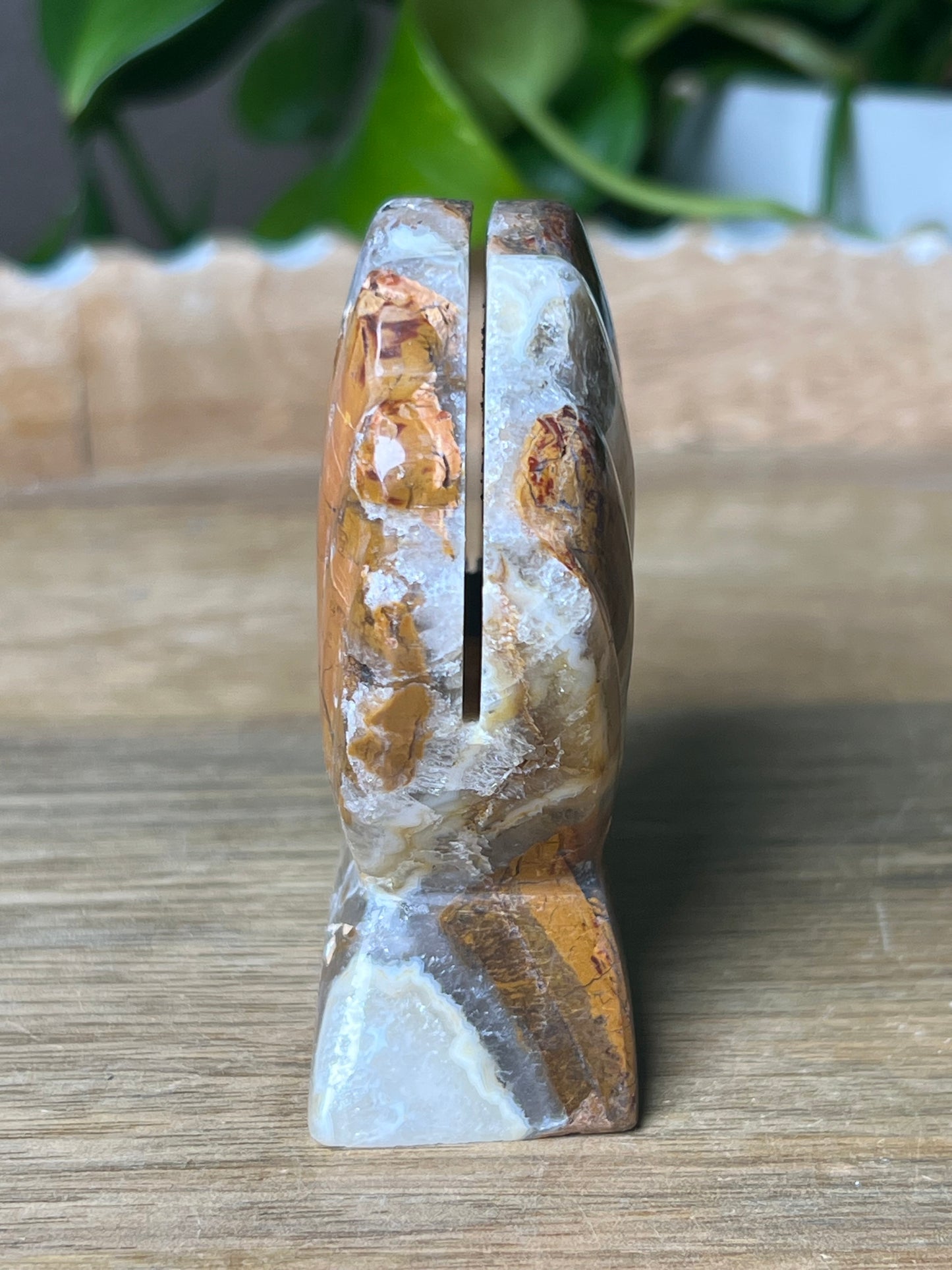 Brecciated Jasper Shell