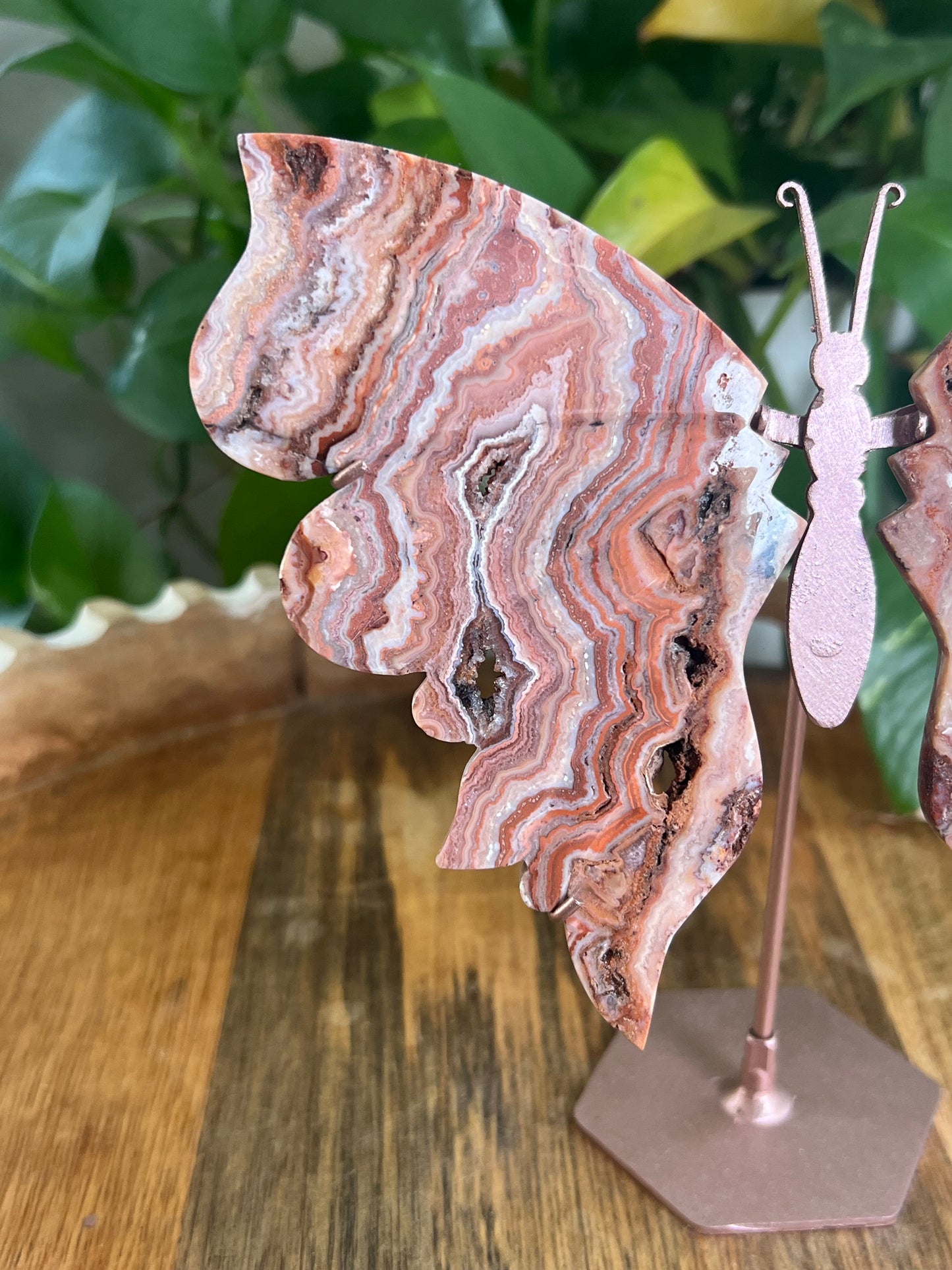 Pink Crazy Lace Agate Wings BF