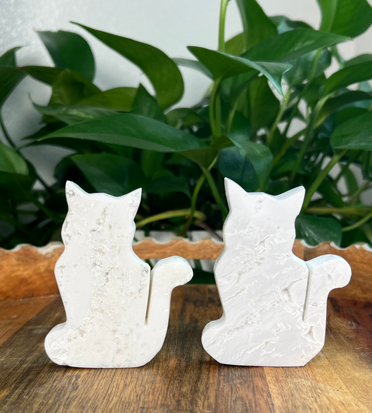 White Plume Agate Cats