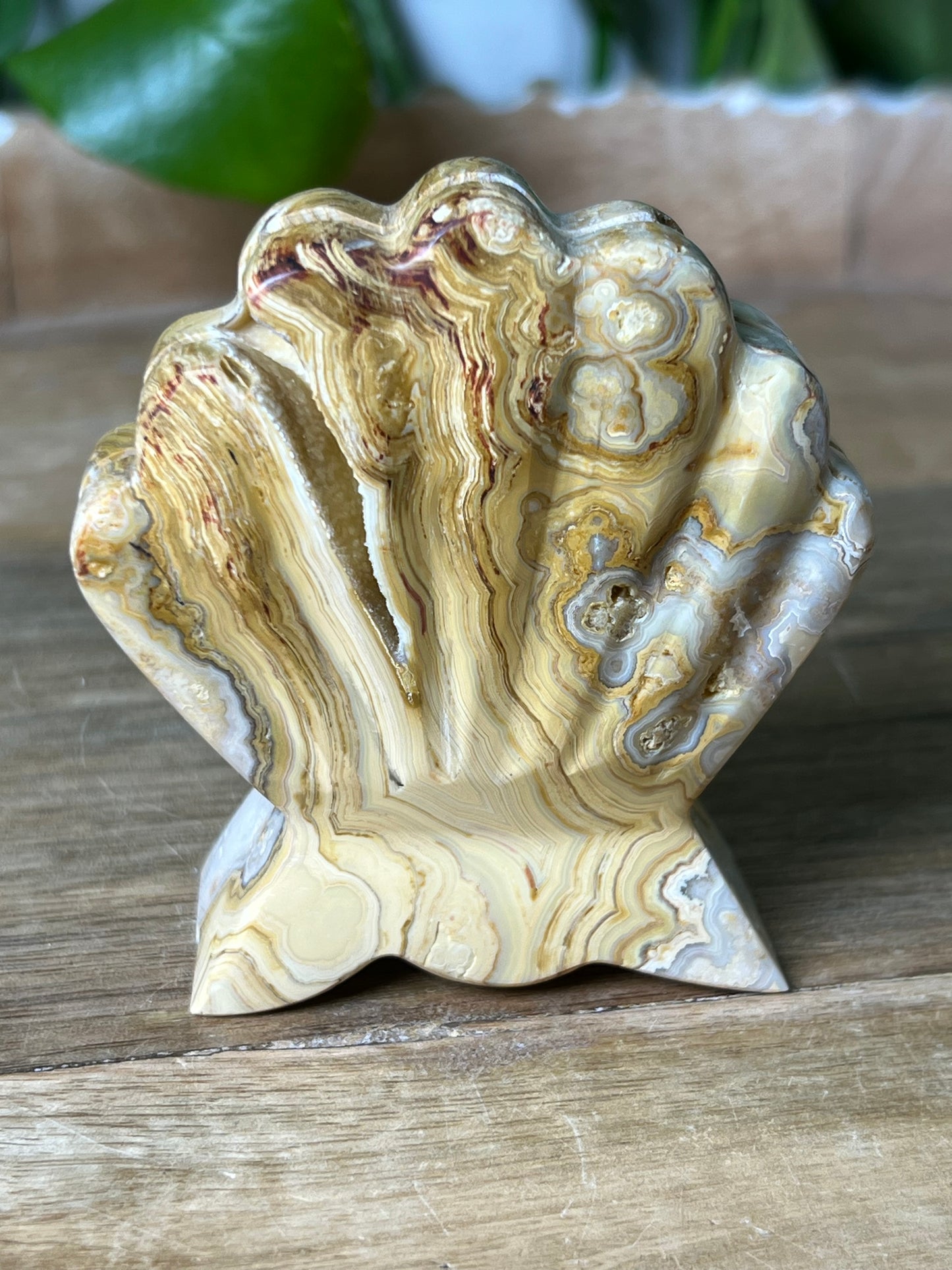 Crazy Lace Agate Shell