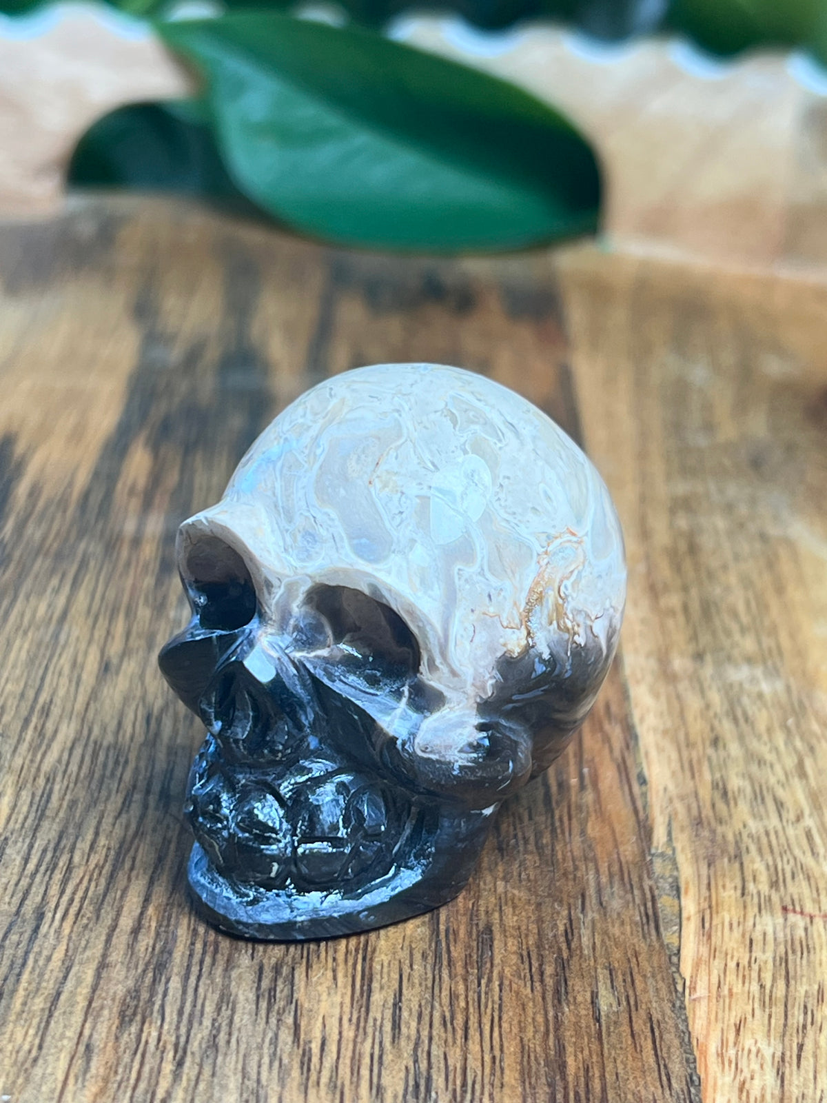 Palm Root Mini Skull: Ni