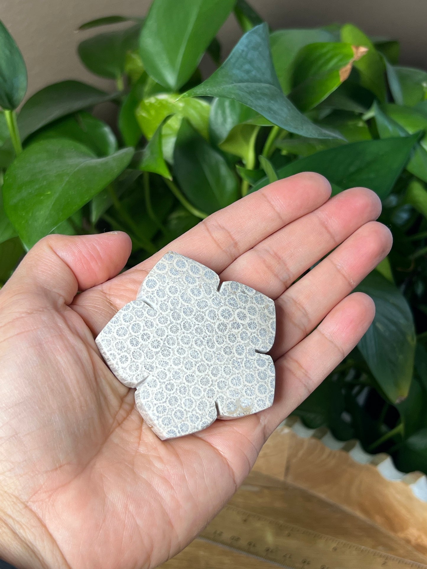 Fossil Coral Flower