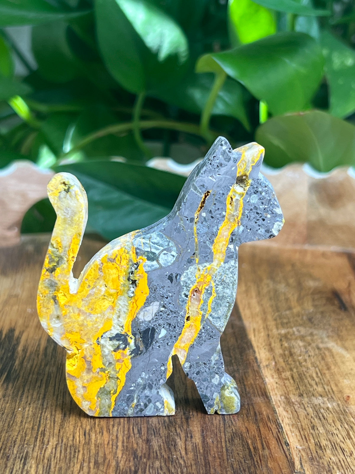 Bumblebee Jasper Cat: A