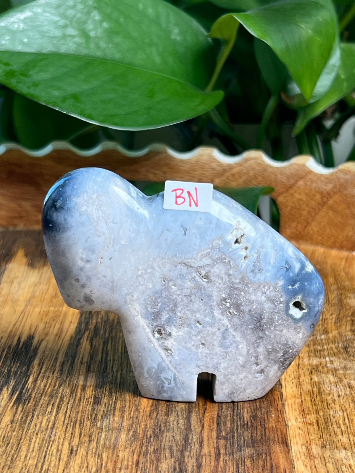 Blue Plume Agate Buffalos