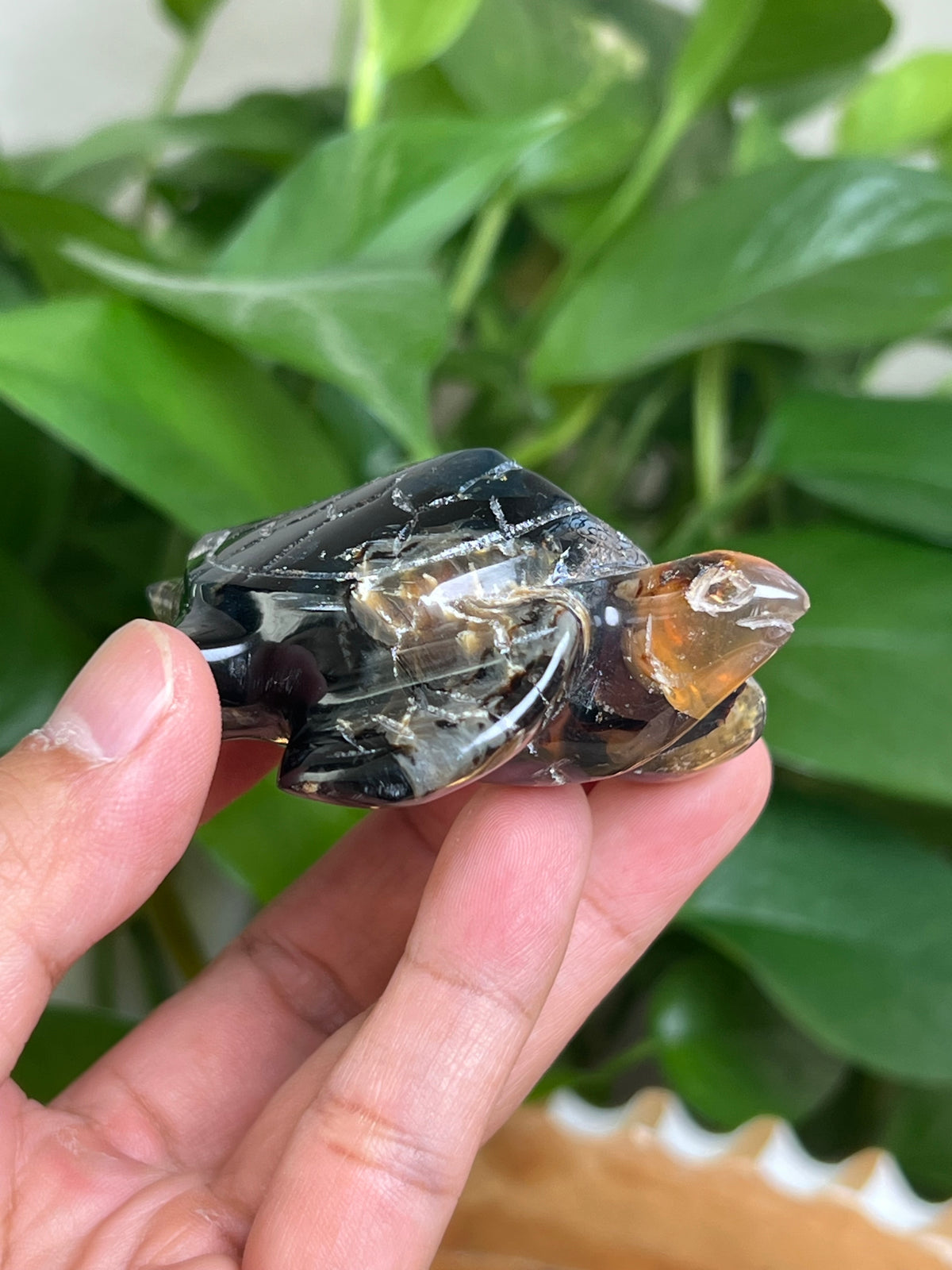 Amber Turtle: A