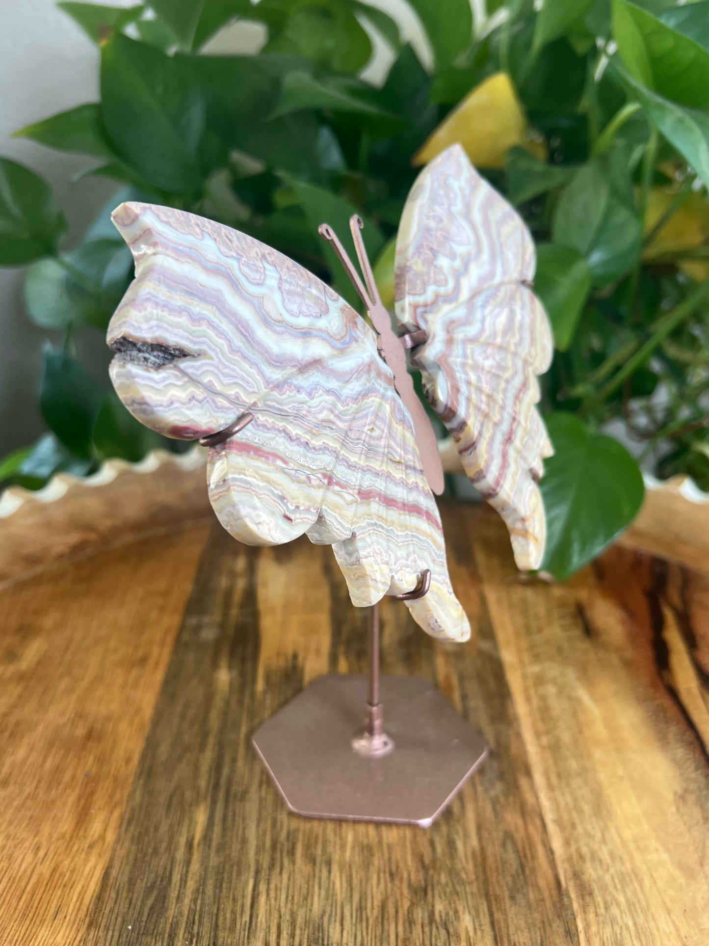 Crazy Lace Agate Wings BA