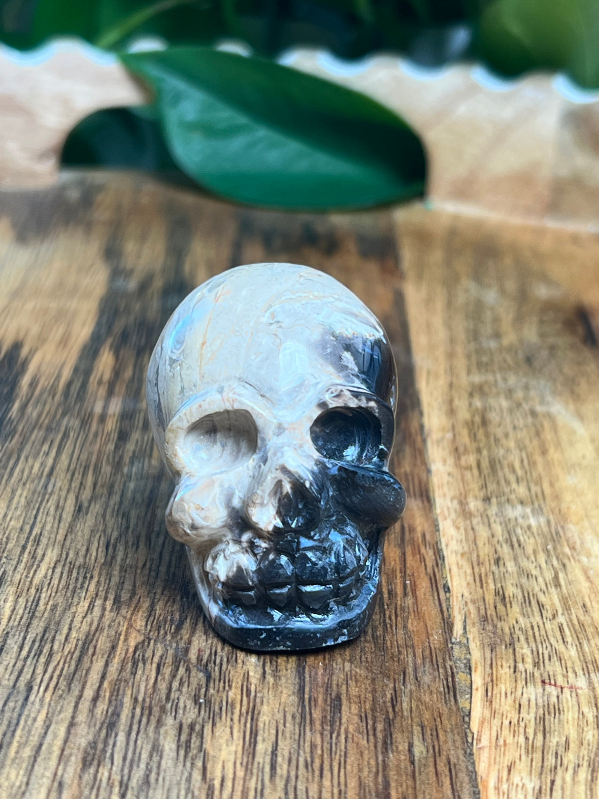 Palm Root Mini Skull: NX