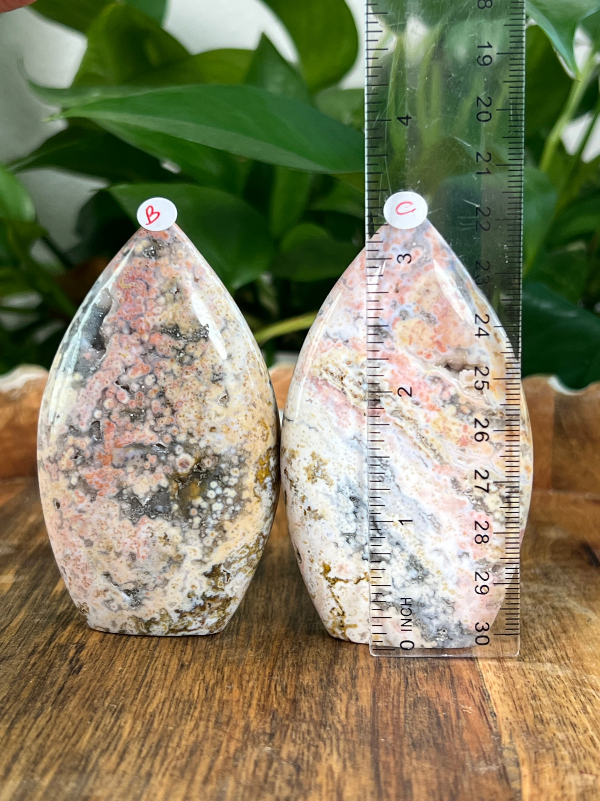 Sea Jasper Flames