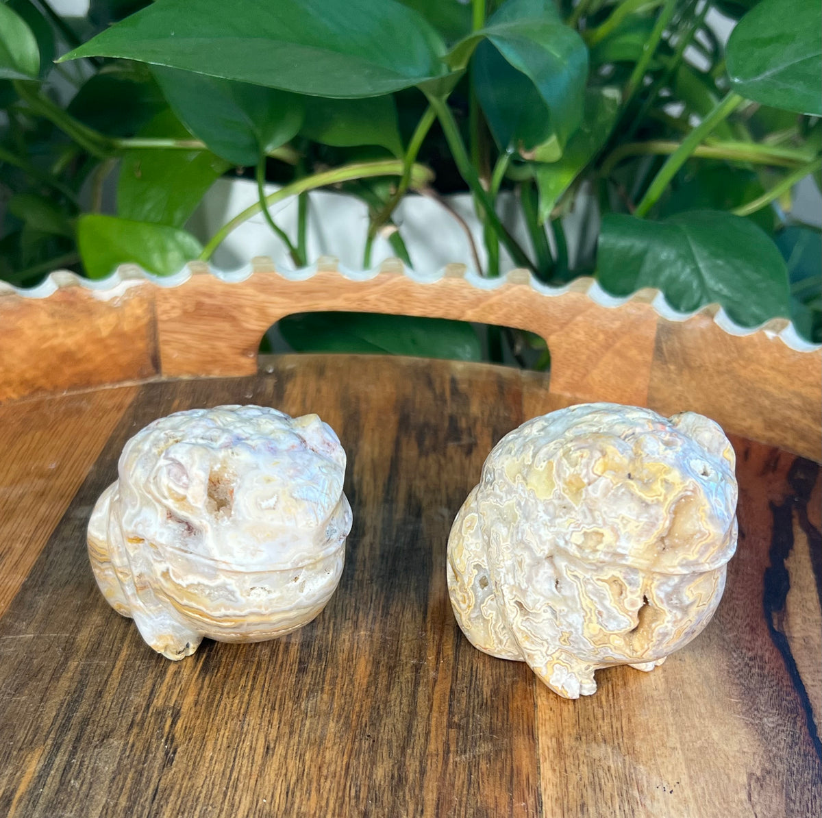 Yellow Crazy Lace Agate Frogs