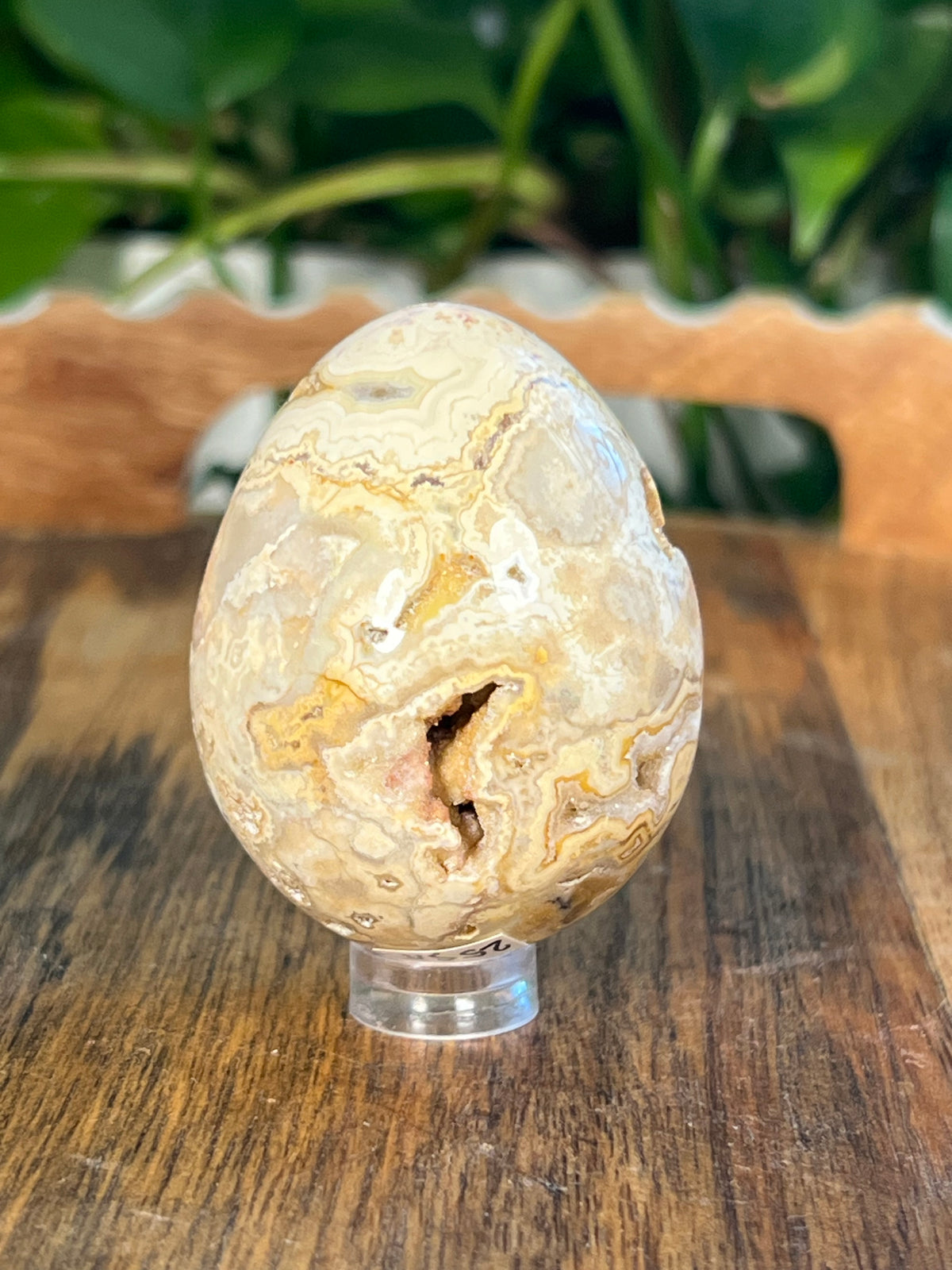 Crazy Lace Agate Egg: SA