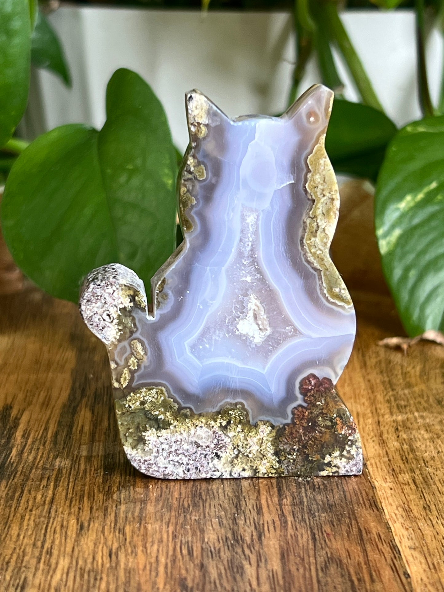 Scenic Moss Agate Cat HV