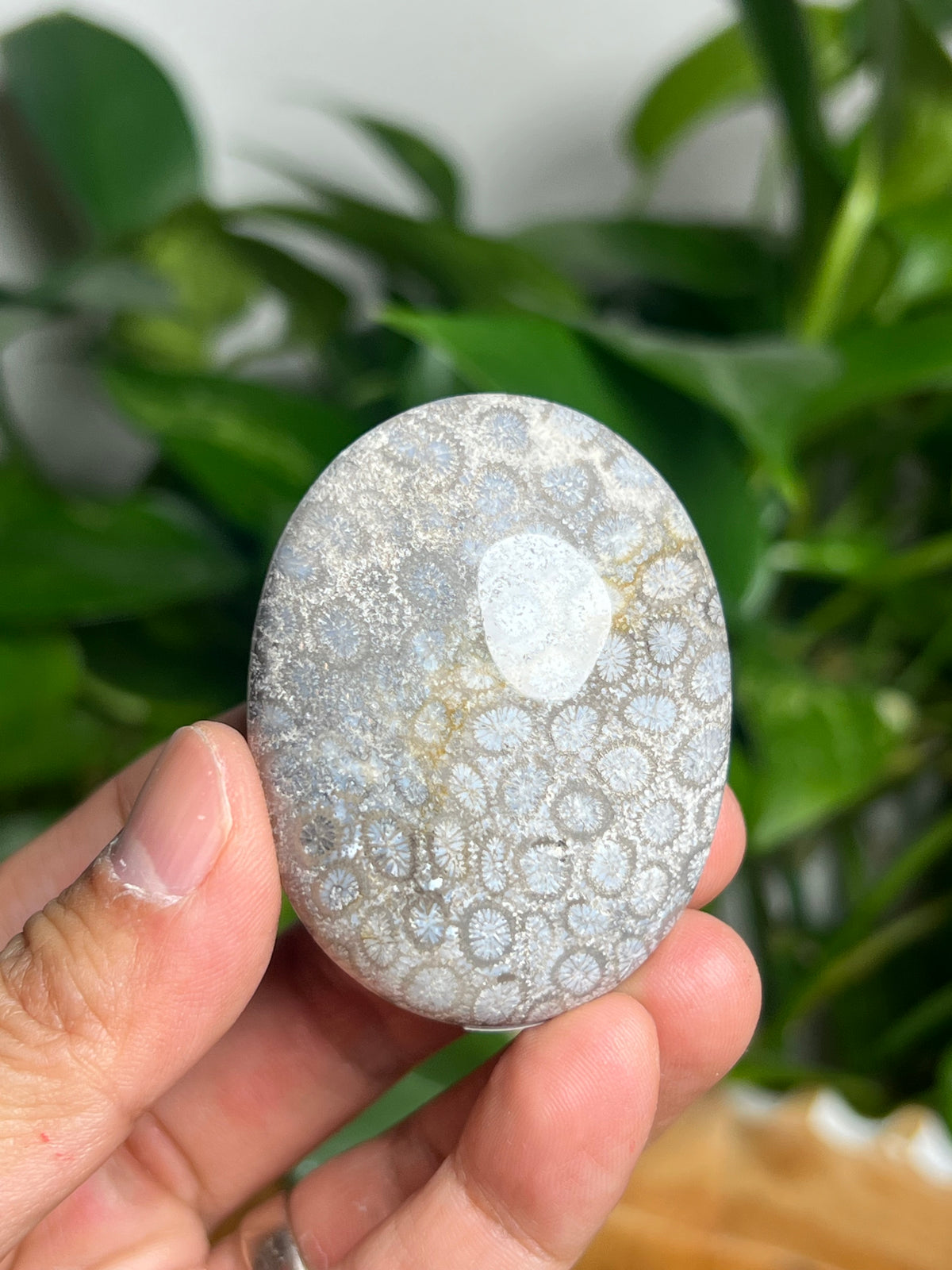 Fossil Coral Palmstone: AE