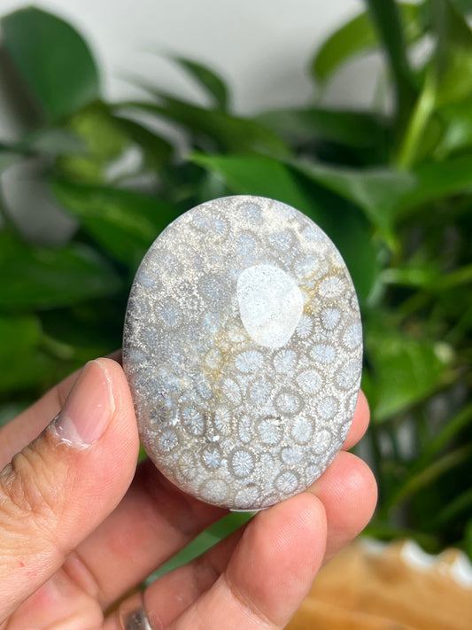 Fossil Coral Palmstone: AE